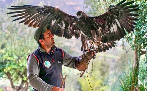 Bird of Prey Experience