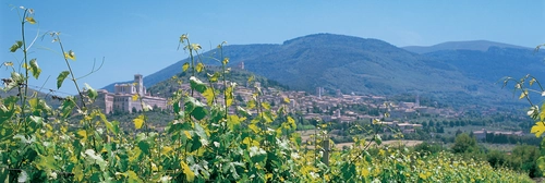 Aperitif with 5 Wines in the Vineyard of Assisi