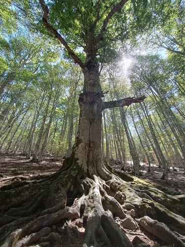 Pollino Excursion