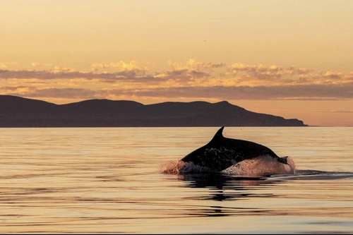 Dolphin Tour and Snorkelling at Capo Figari from Olbia