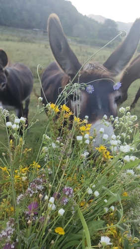 Foraging with tasting
