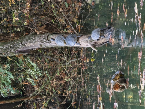 The Unexpected Milan, tour with aperitif on the Turtle Lake