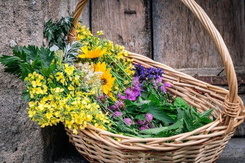 Exclusive Wild Herb Walk