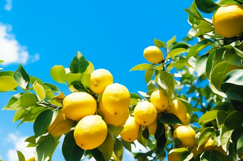 Sunset Limoncello Class & Tasting