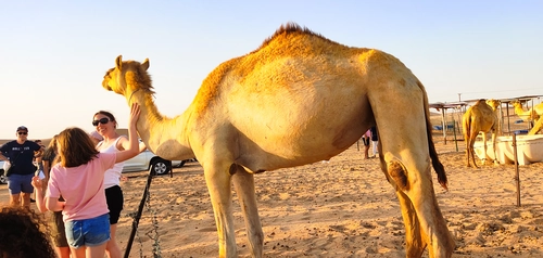 Abu Dhabi Morning Desert Safari 4x4 Dune Bashing Camel Ride and Sandboarding