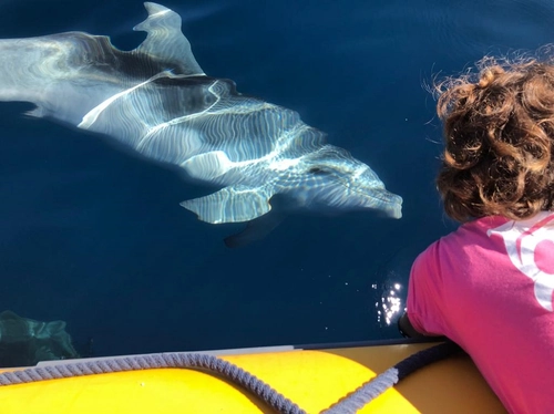 Dolphin Watching & Snorkeling Olbia