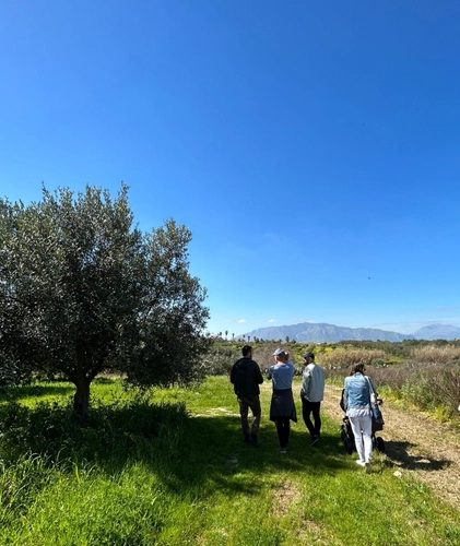 Olive Grove Tour and Wine and Oil Tasting