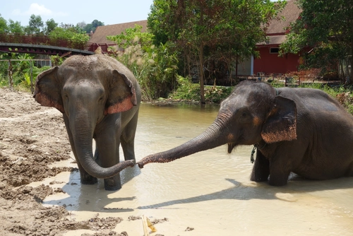 Freedom Elephant Reserve - Ethereal Nature Walk with Transport