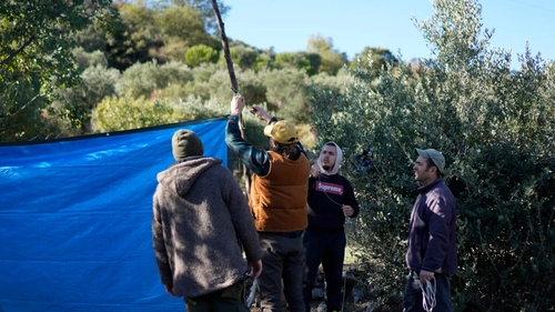 Survival Experience in Pollino Park