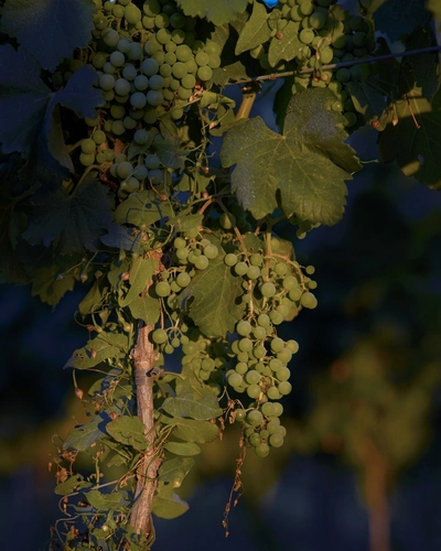 Tuscany Wine Tasting