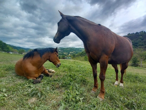 Introduction to Horses for Beginners