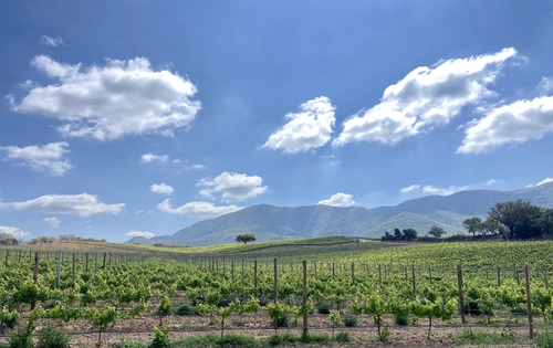 Private Wine Tour from Lisbon with Tastings