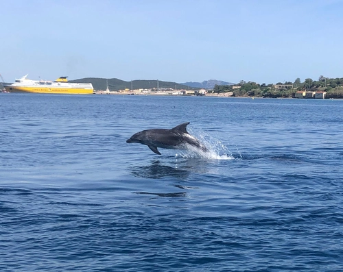 Dolphin Watching & Snorkeling