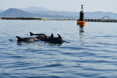 Dolphin Watching from Olbia