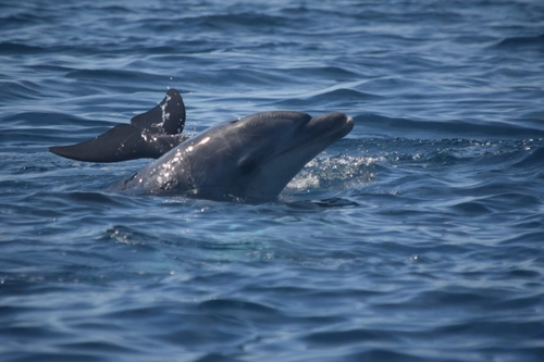 Dolphin Watching
