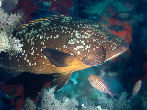 Beginner Scuba Diving (No Certification) - AMP Capo Carbonara - Villasimius