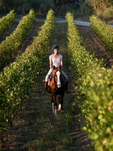 Siena: Horseback Riding in Tuscany