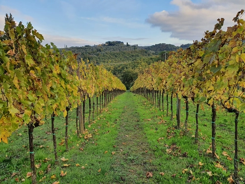 Tuscan Bites & Sips: Discover Tuscany Through Wine