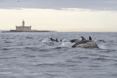 Dolphin Watching with a Marine Biologist - Lisbon Ocean Safari