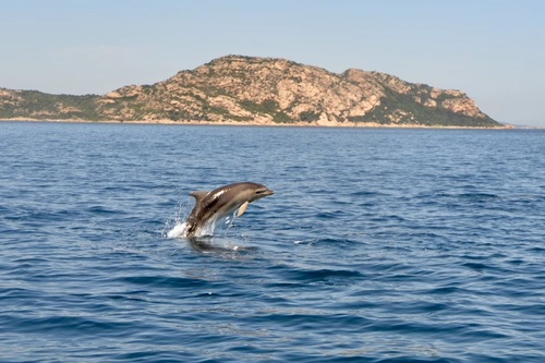 Figarolo Tour with Dolphin Watching
