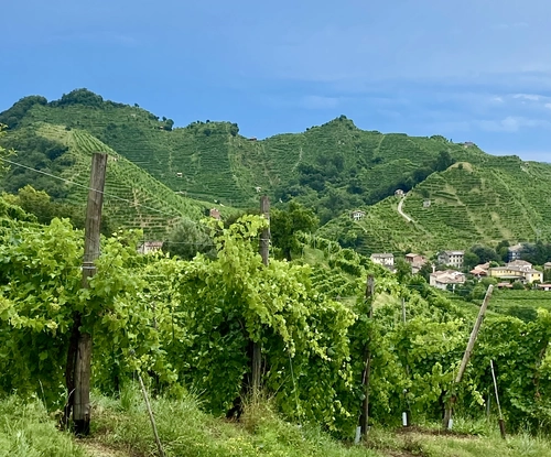🌟 Private Luxury Tour through the Hills of Prosecco Superiore – Valdobbiadene DOCG