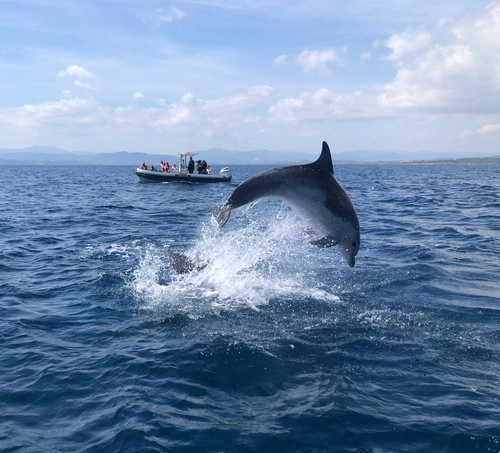 Dolphin Watching
